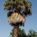El Lomo *